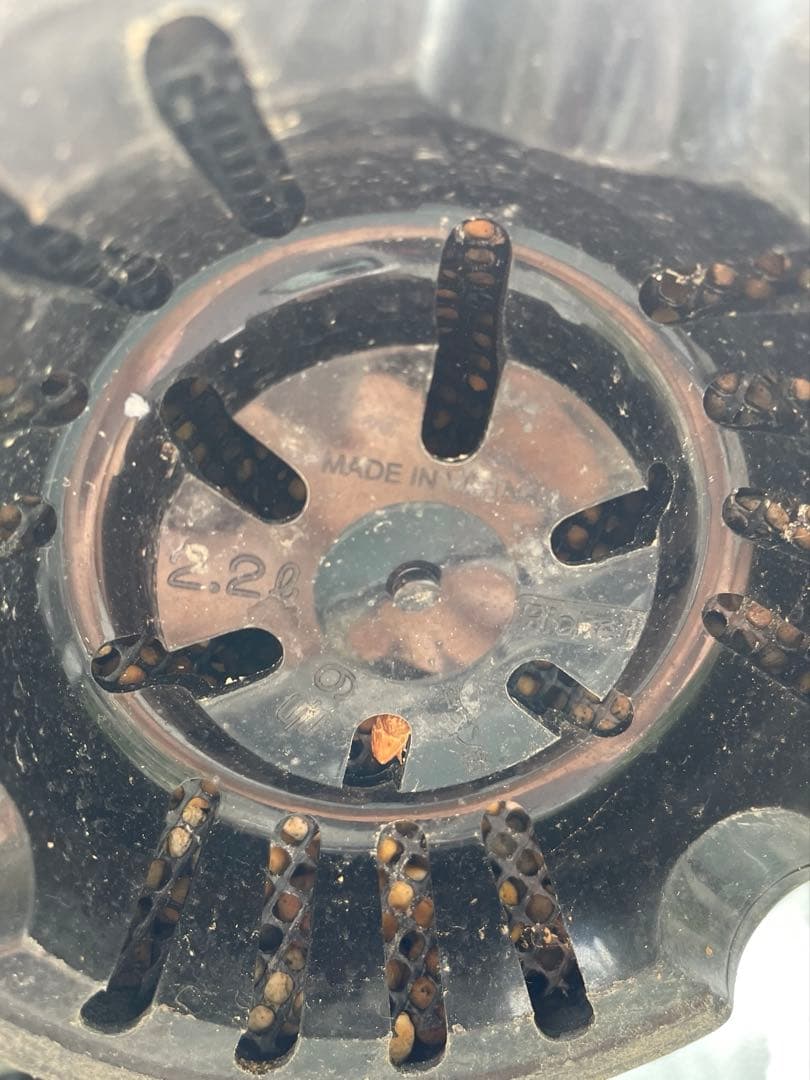 Encephalartos ホリダス　発根済み