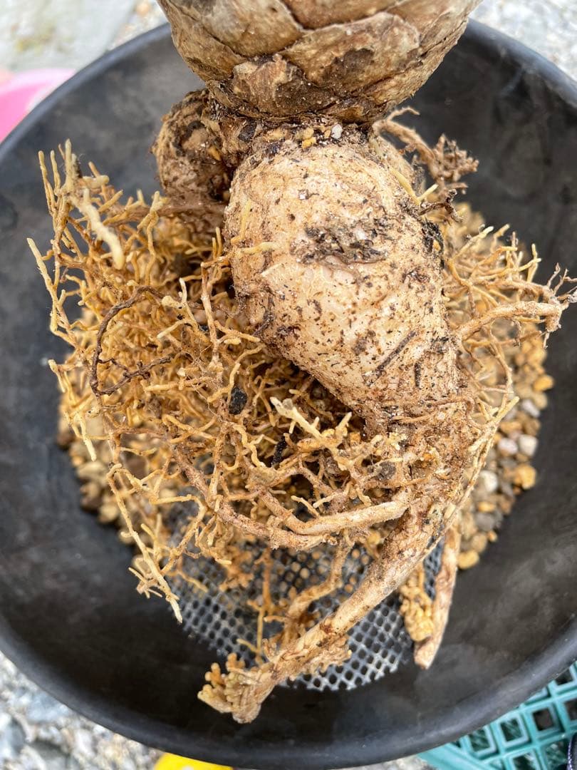 Encephalartos ホリダス　発根済み