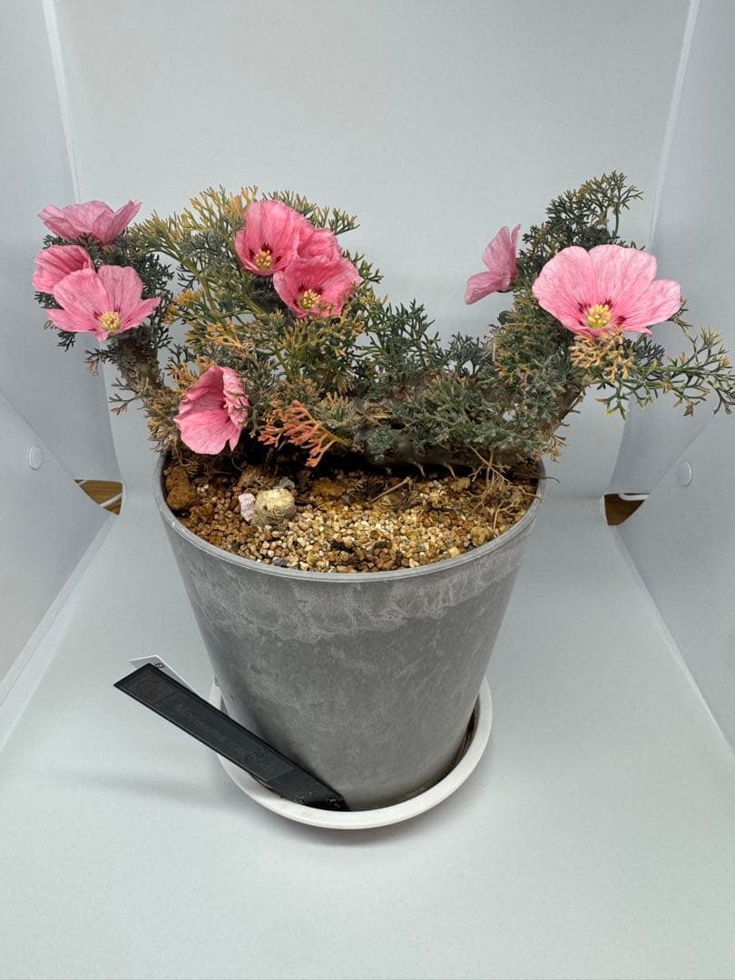 モンソニア　ムルチフィダ　実生