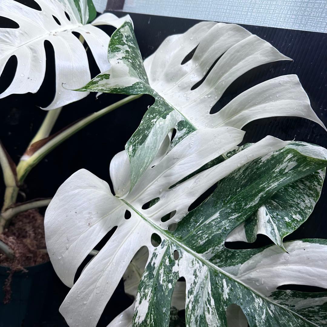 あ*き様 斑入りモンステラ ホワイトタイガー極美大株81cm白斑多レア