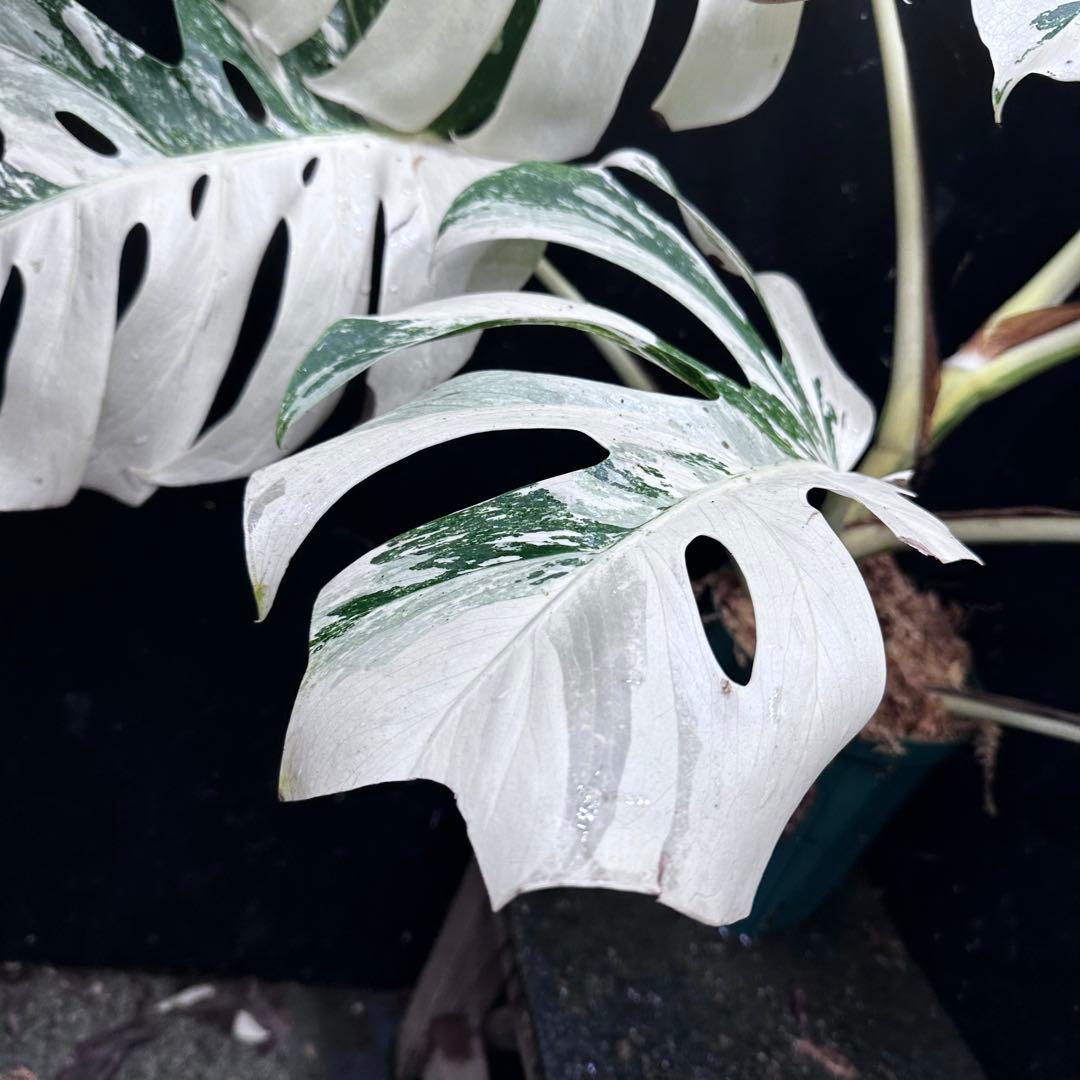 あ*き様 斑入りモンステラ ホワイトタイガー極美大株81cm白斑多レア
