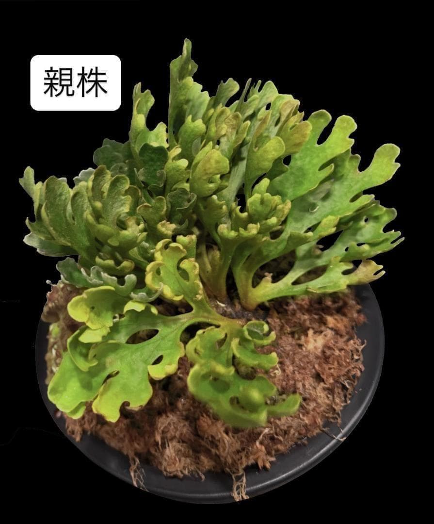 ビカクシダ リドレイ ドワーフ シルバー 小株 R-9 - メルカリ