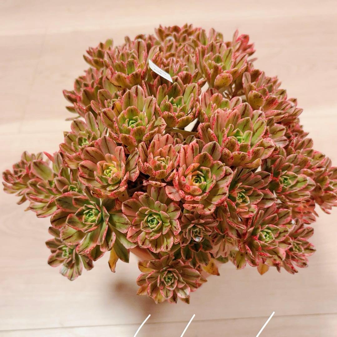 96#多肉植物アエオニウム錦❤️ブロンズメダル錦❤️50-60大頭27cm 拔き苗