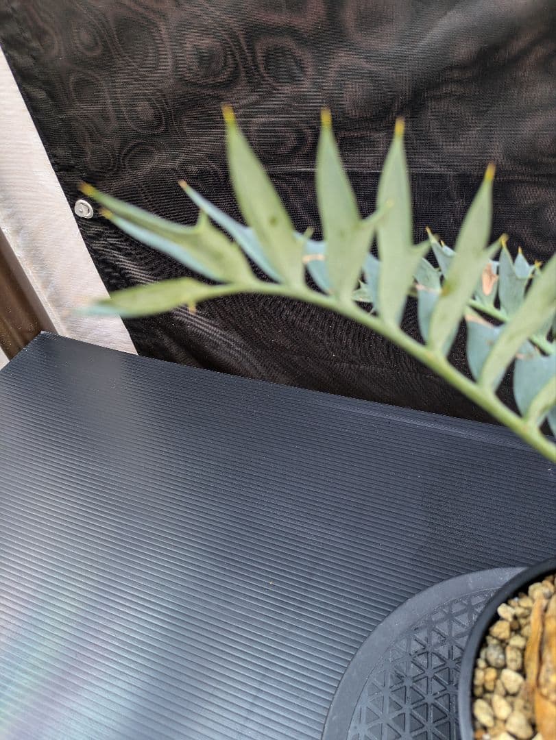 エンセファラルトス ホリダス / スパードワーフ /激レア株/発根済