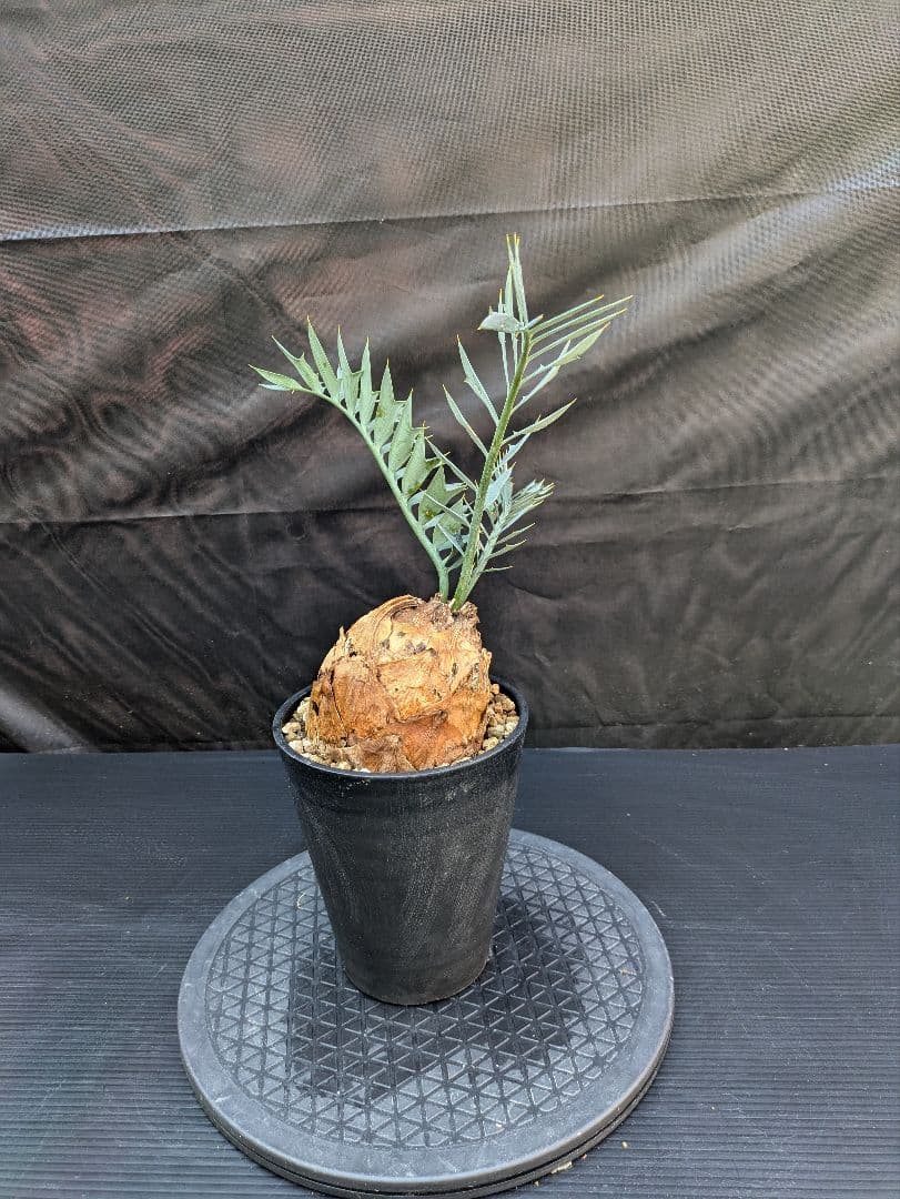 エンセファラルトス ホリダス / スパードワーフ /激レア株/発根済