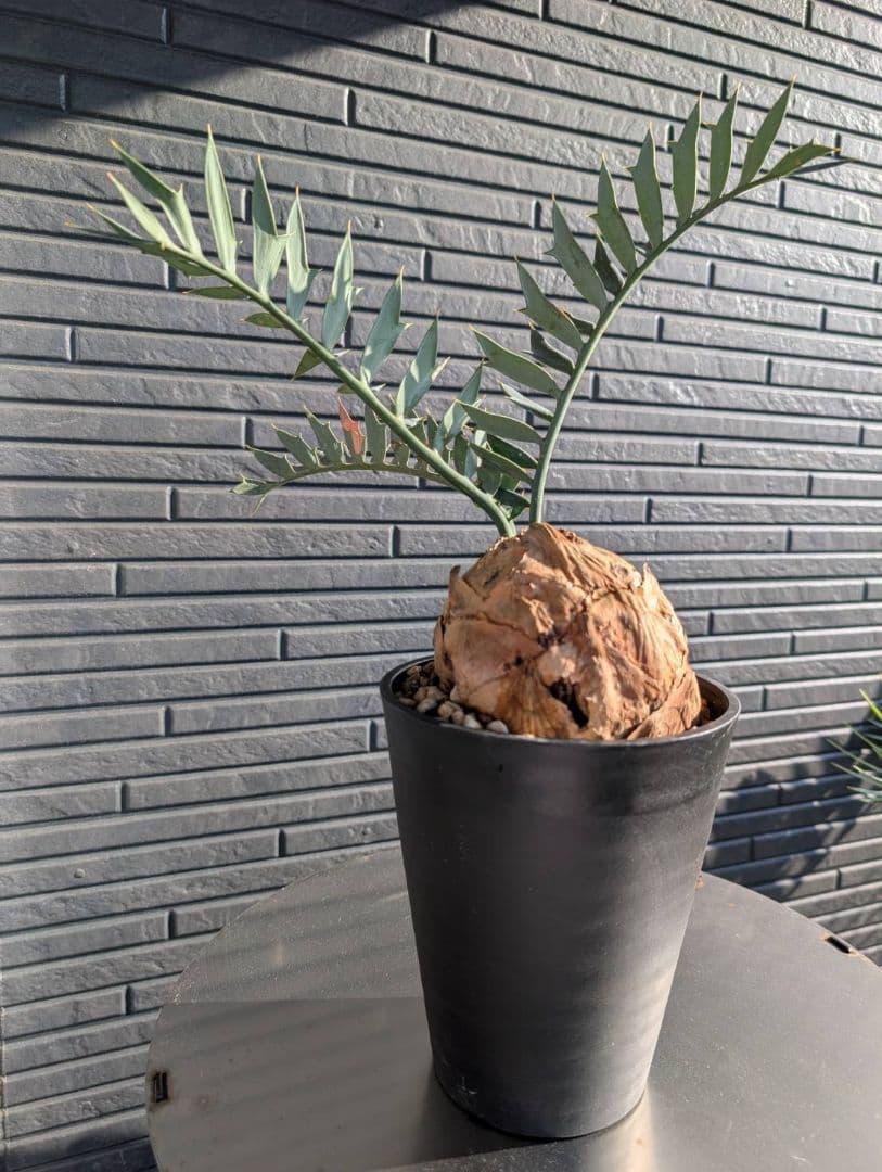 エンセファラルトス ホリダス / スパードワーフ /激レア株/発根済