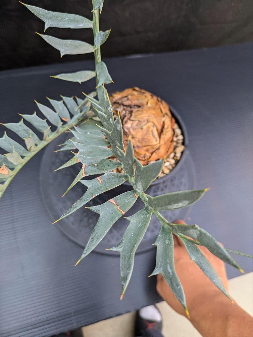 エンセファラルトス ホリダス / スパードワーフ /激レア株/発根済