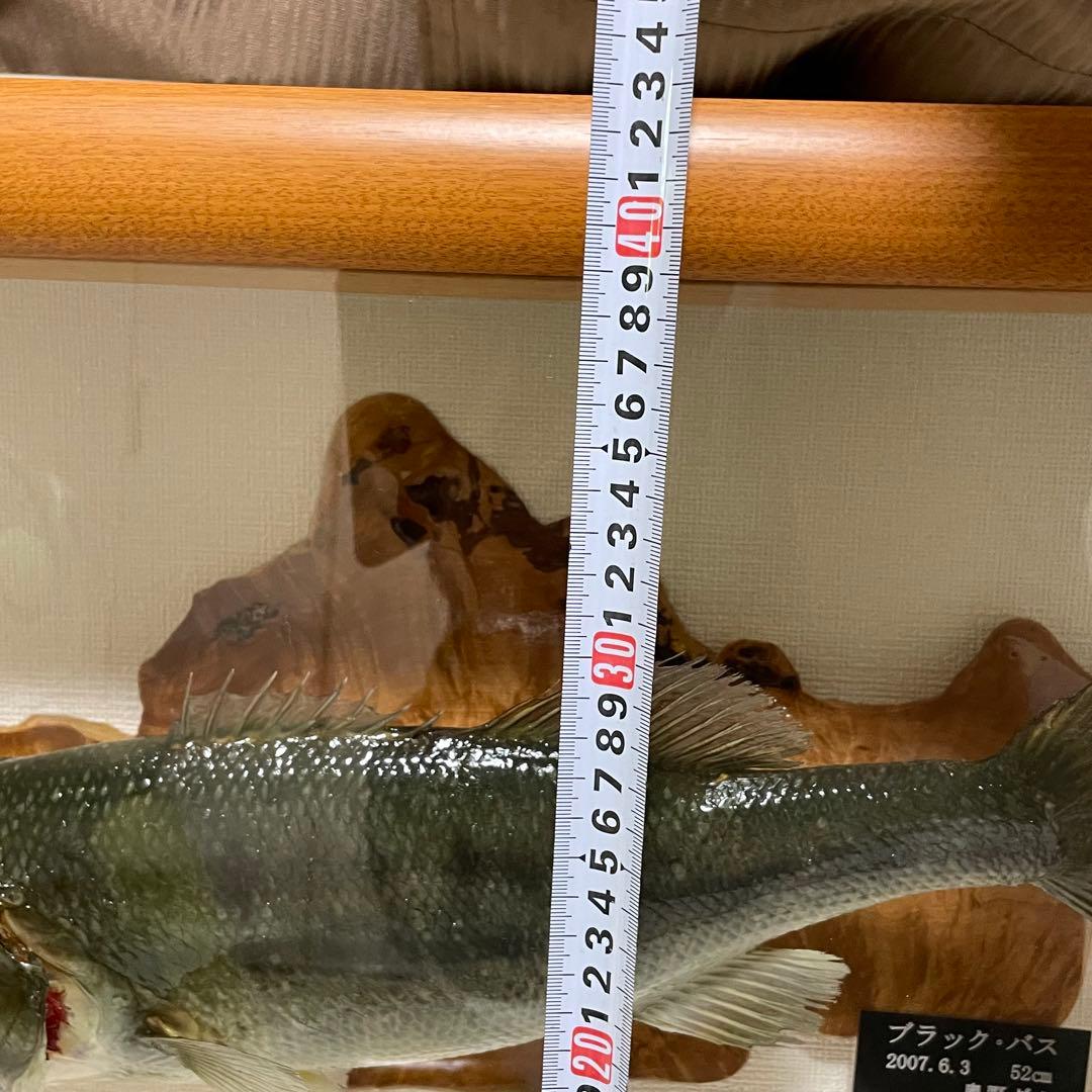 ブラックバス 剥製 魚 体長約52cmガラス額入り 魚類剥製工房リアルアート岩井