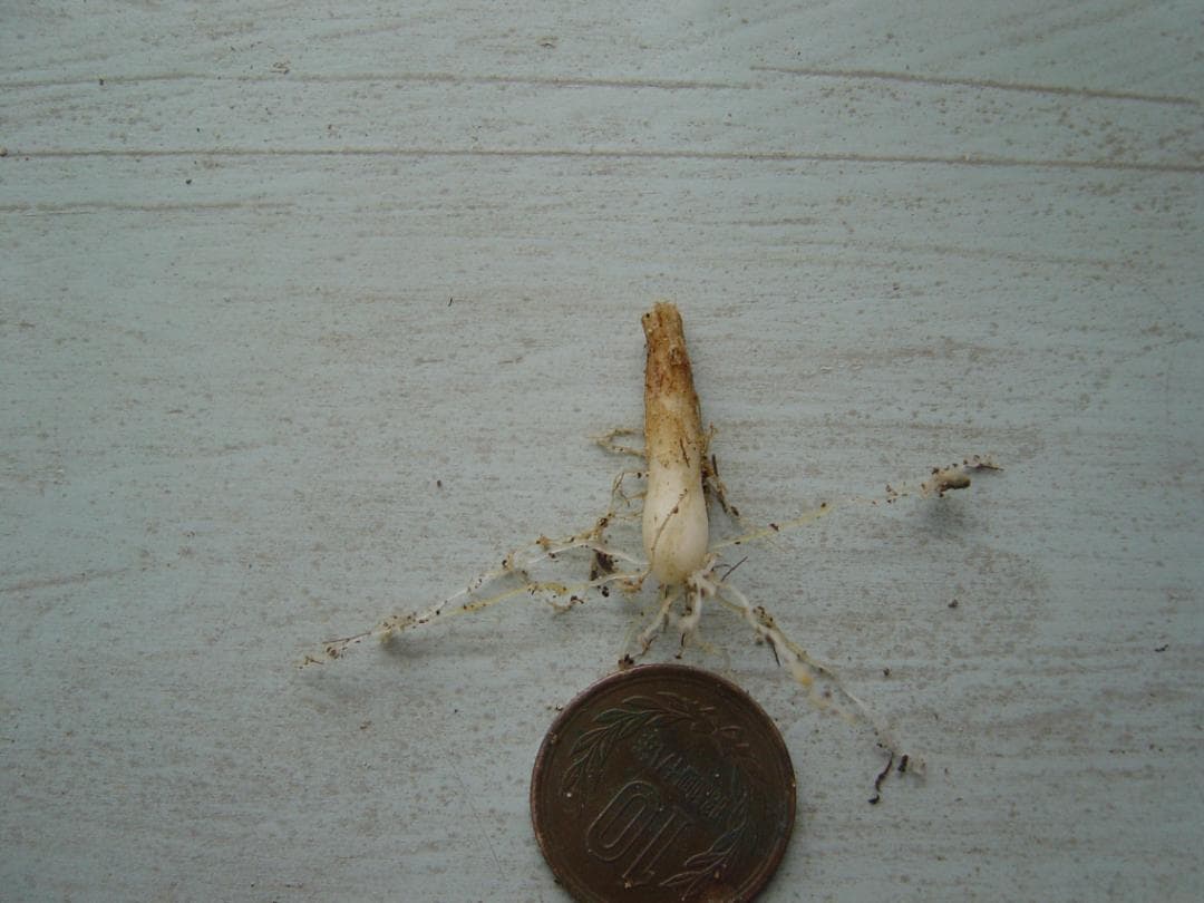 (*)様 ５９山野草　カタクリソウ白花系１球