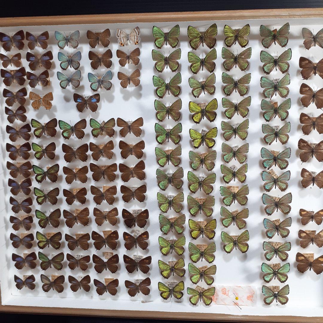 蝶標本 ゼフィルス及びセセリチョウ科22種。大型ドイツ標本箱二箱入り