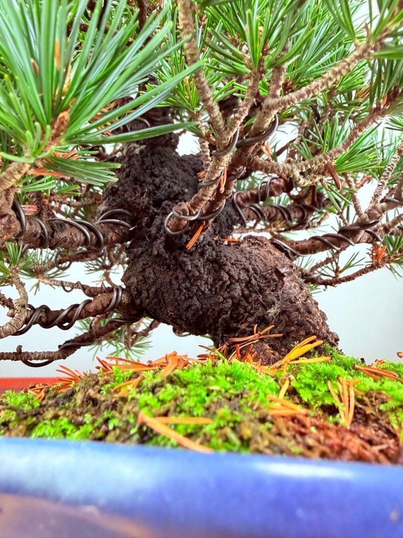 【ガチ盆栽】福娘　五葉松　小品盆栽　激古　持ち込み古