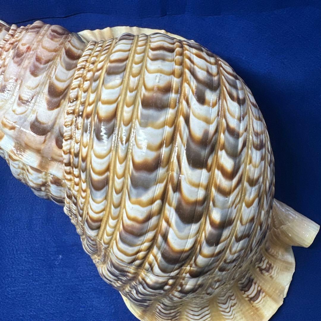 徳大法螺貝ホラ貝ほらがい三伏魔除け熊よけ