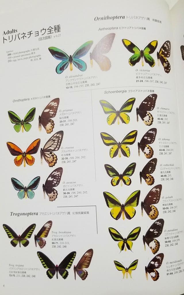 トリバネチョウ生態図鑑 Birdwing Butterflies 松香宏隆 美品 - メルカリ