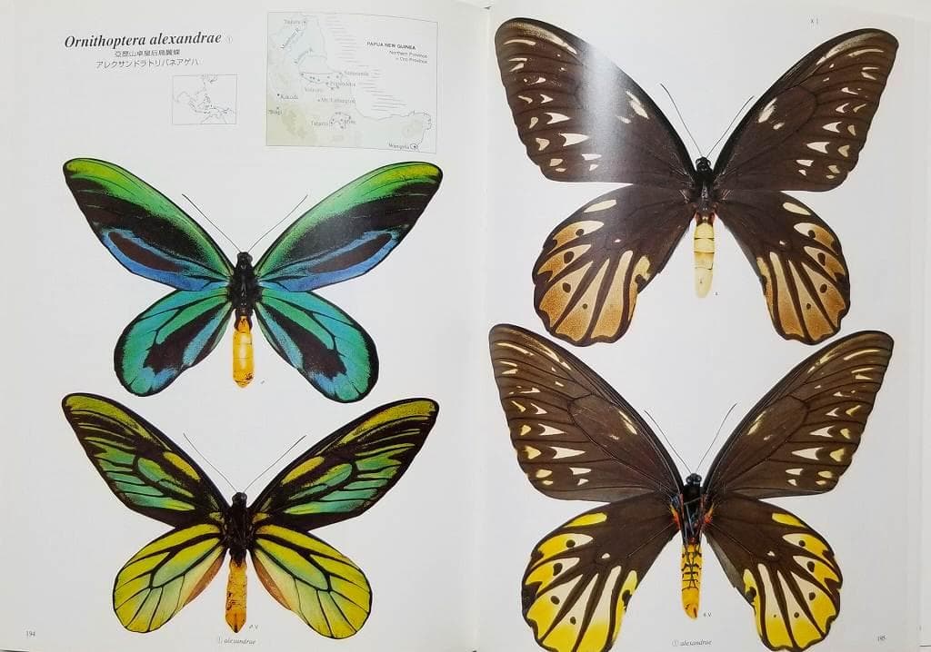 トリバネチョウ生態図鑑 Birdwing Butterflies 松香宏隆 美品 - メルカリ