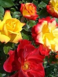 エ*メ様 5320 チャール6849イブ6210 5310ブラス