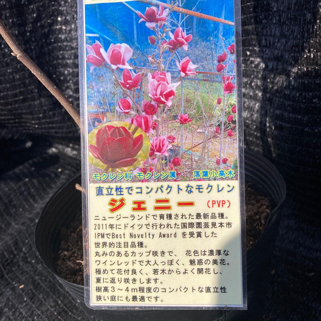 ①*:ஐ矮性で鉢栽培も可能‼︎魅力的な花色‼︎*:ஐモクレン・苗木【ジェニー】6号