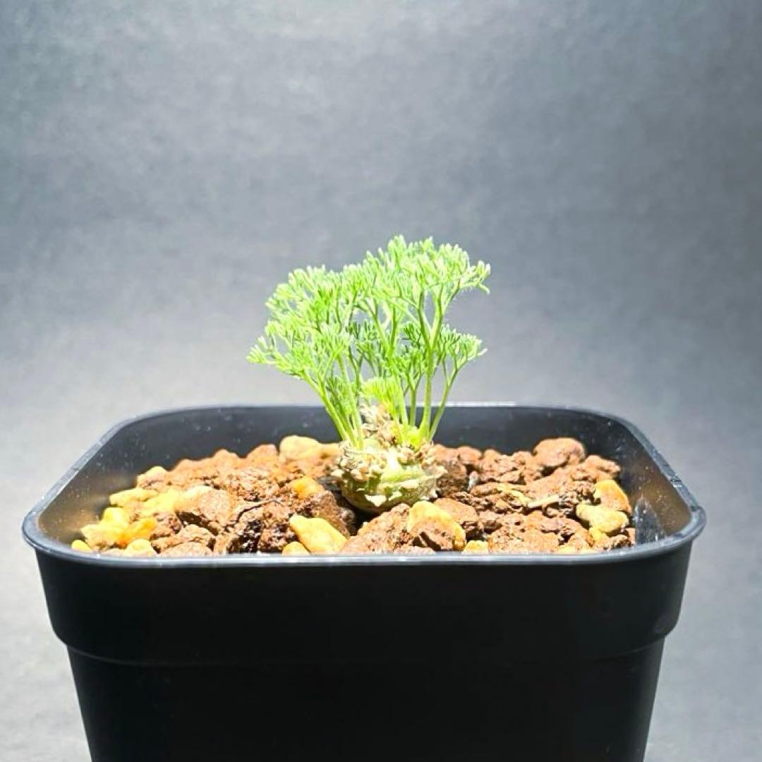 希少】モンソニア ペニクリナム (サルコカウロン) 抜き苗発送