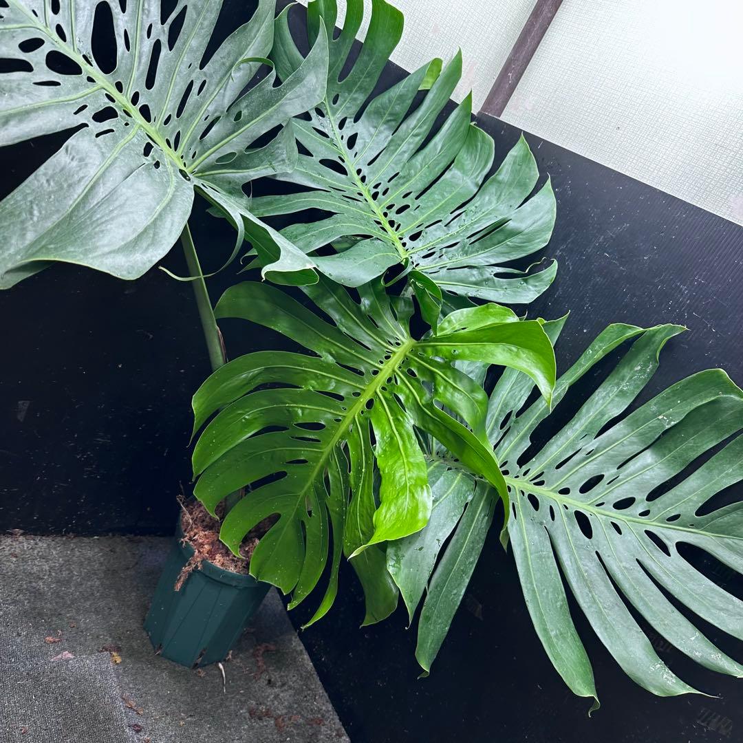 ***様 モンステラデリシオーサマクロコズム超希少系統鉢植え97㎝