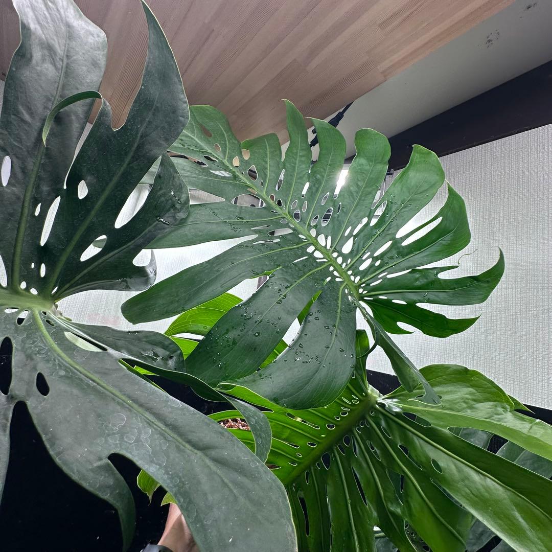 ***様 モンステラデリシオーサマクロコズム超希少系統鉢植え97㎝