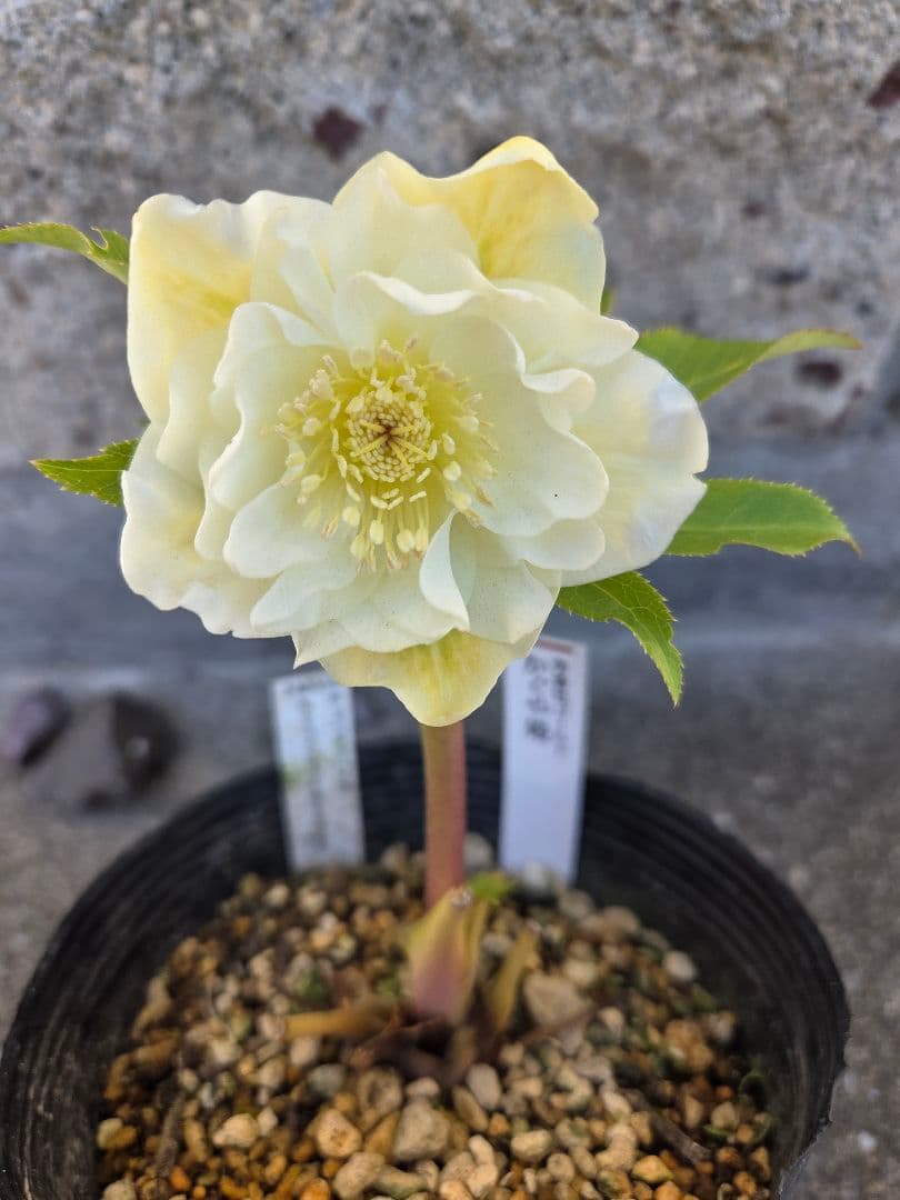 クリスマスローズ　かぐや姫