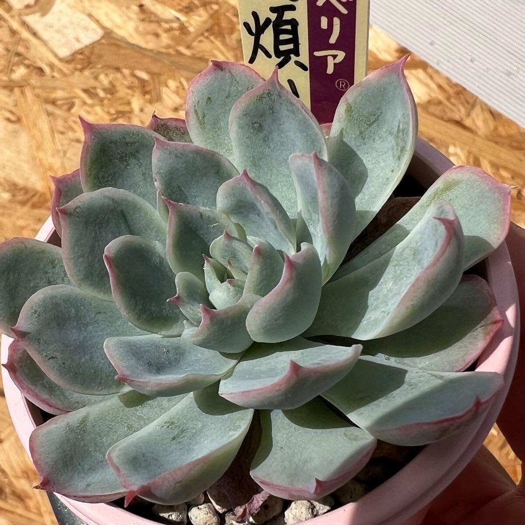 ○ミックスベリア#013 恋煩い 札付きラスト 美苗 おらいさん苗 - メルカリ