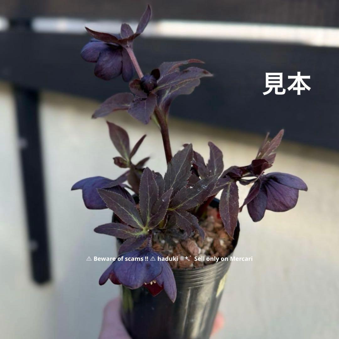 バ*カ様 ラスト1点■広瀬園芸■全身烏 艶々 クリスマスローズ