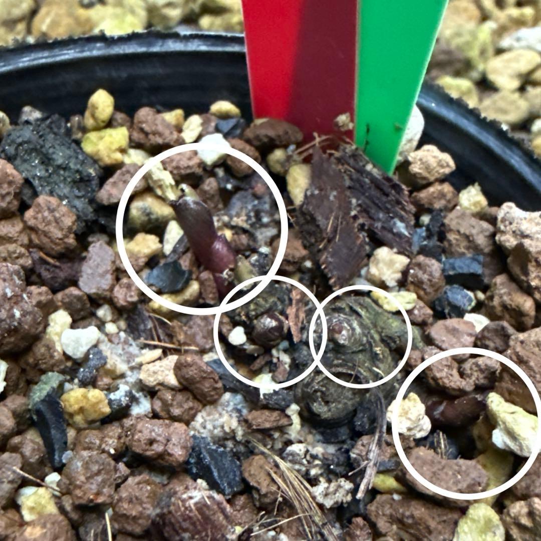 バ*カ様 ラスト1点■広瀬園芸■全身烏 艶々 クリスマスローズ