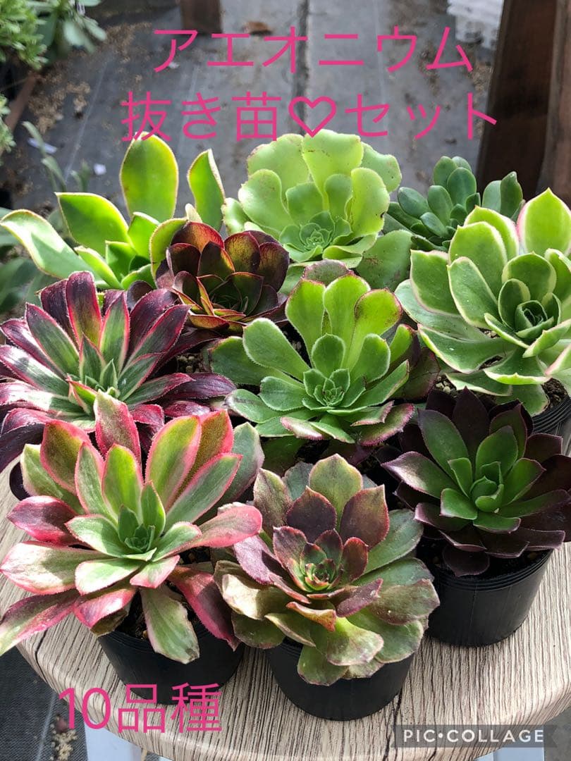 アエオニウム 10品種♡抜き苗セット⑥ 10品種♡抜き苗セット⑥
