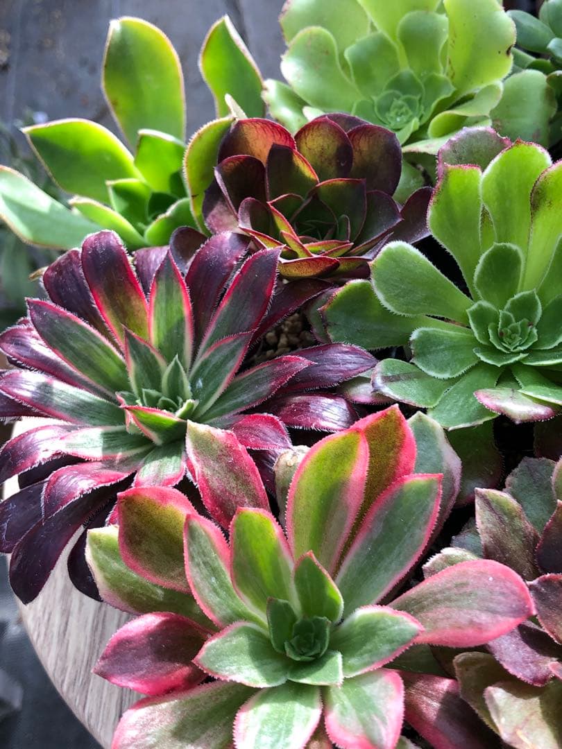 アエオニウム 10品種♡抜き苗セット⑥ 10品種♡抜き苗セット⑥