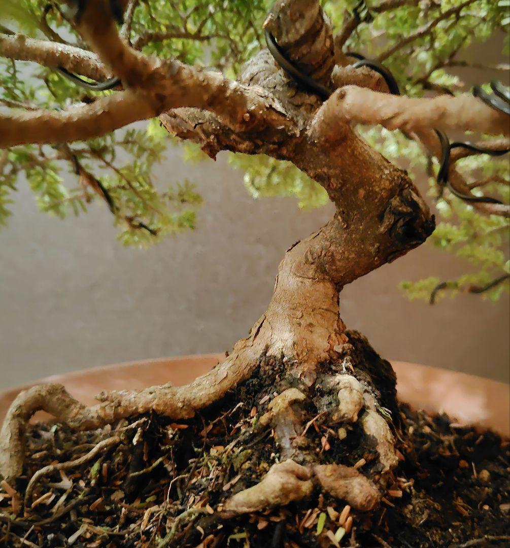 訳あり品、米栂盆栽！