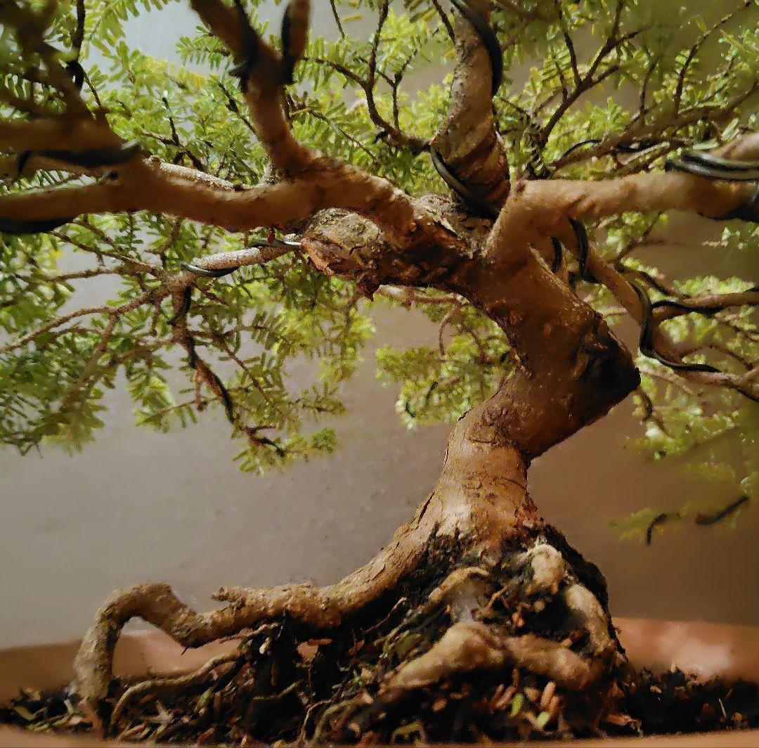 訳あり品、米栂盆栽！