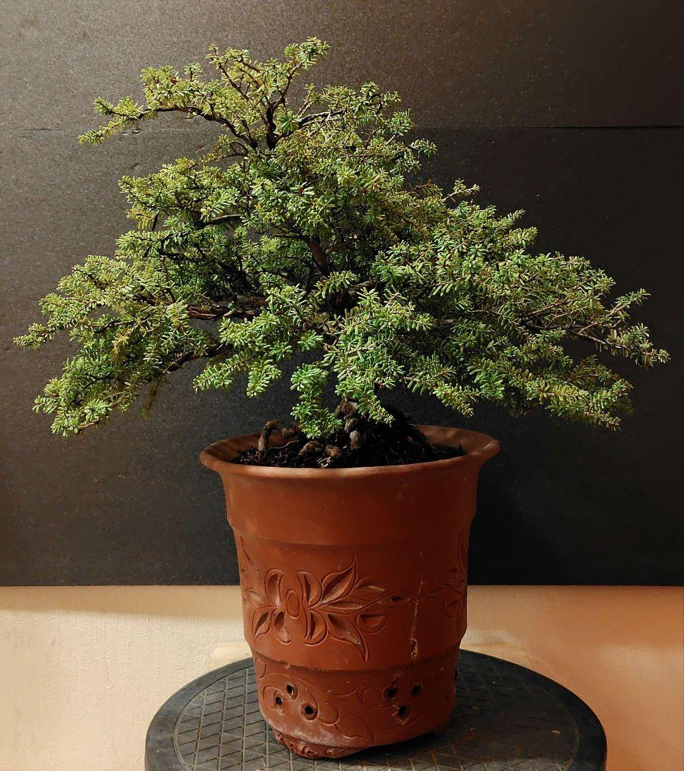 訳あり品、米栂盆栽！