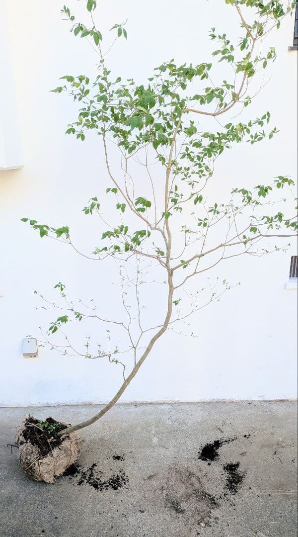 俊。。山採りドウダンツツジ。