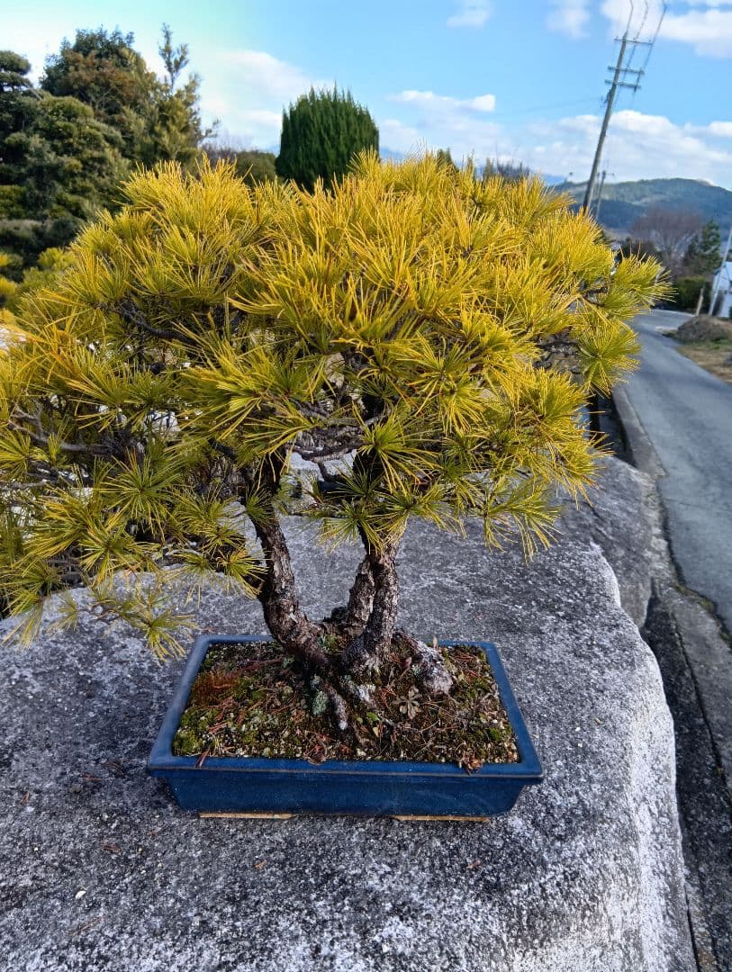 五葉松（かなり年数持ち込み古い）