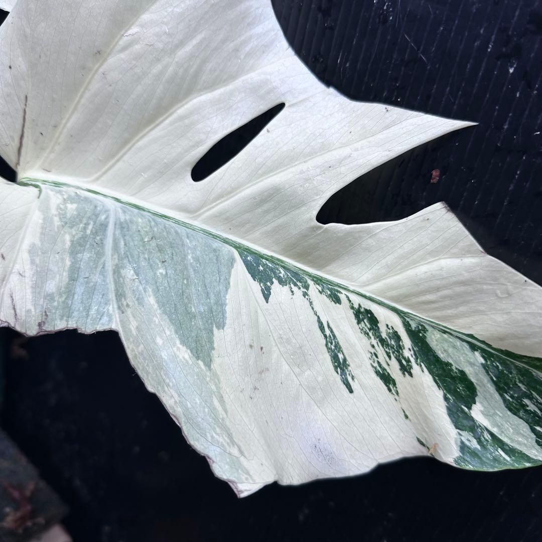 超*✿様 斑入りモンステラ極上ホワイトタイガーフルムーン4号鉢植え発
