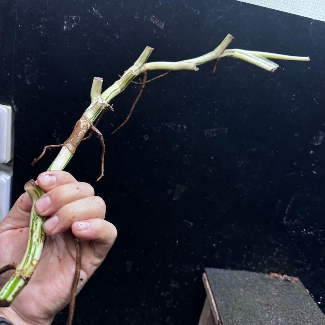 a*a様 斑入りモンステラホワイトタイガー大茎8株おまとめ