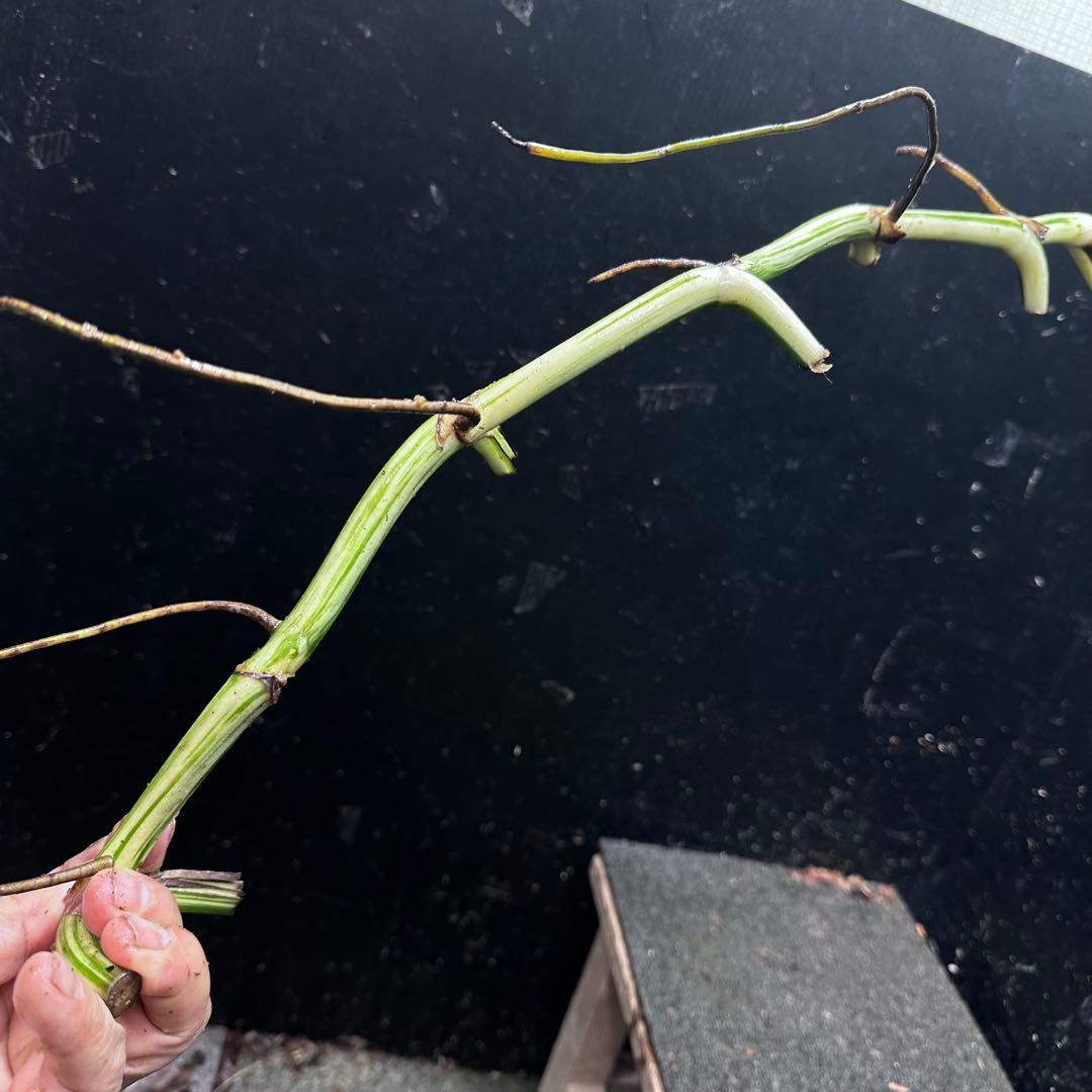 a*a様 斑入りモンステラホワイトタイガー大茎8株おまとめ