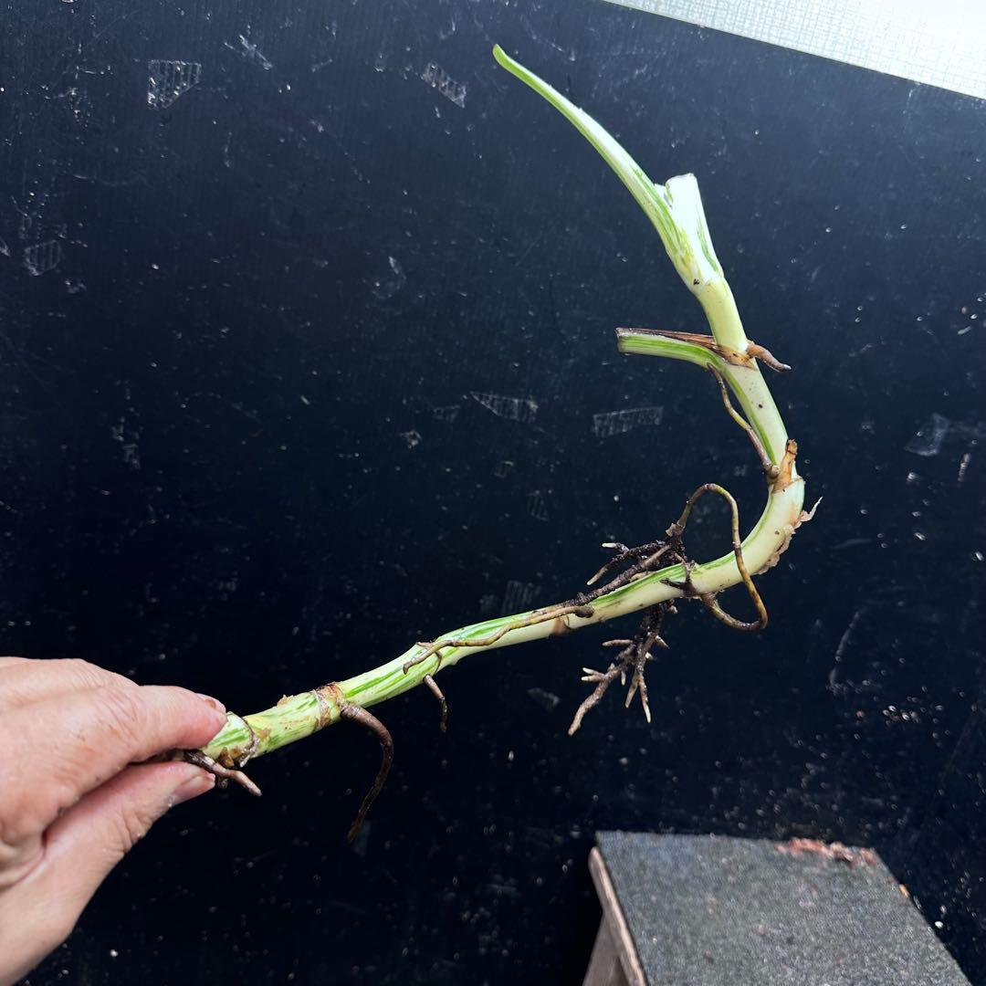 a*a様 斑入りモンステラホワイトタイガー大茎8株おまとめ