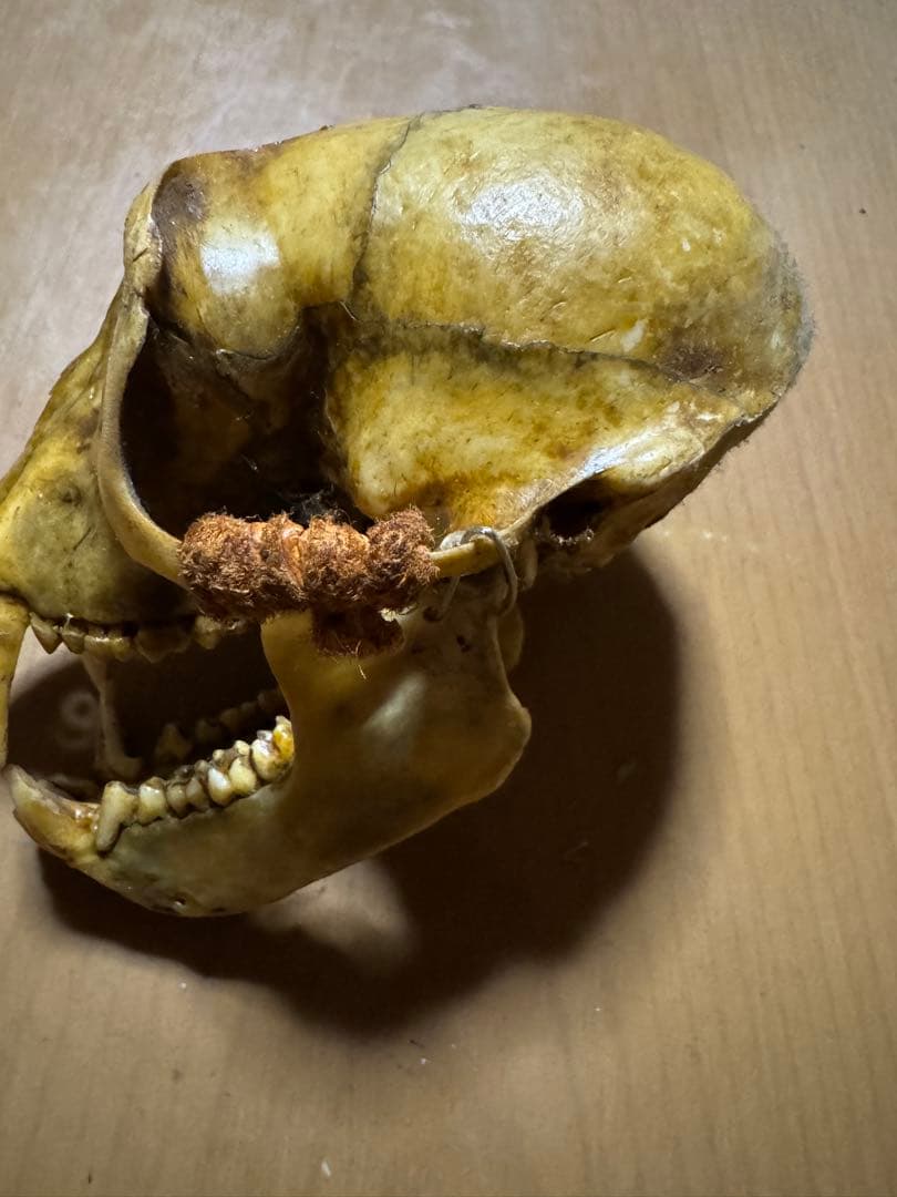 猿　頭蓋骨
