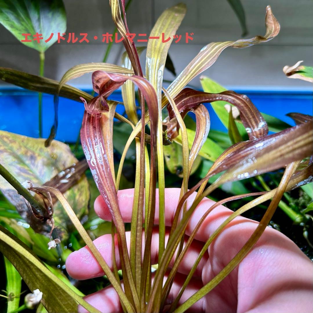 エキノドルス・ホレマニーレッド（8月末で販売終了します。） - メルカリ
