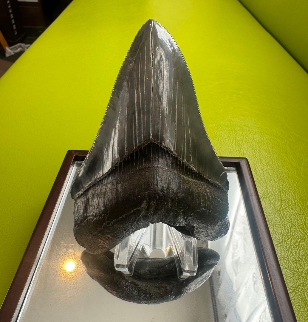 L*9様 【博物館級】宝石のような『メガロドン』の歯の化石