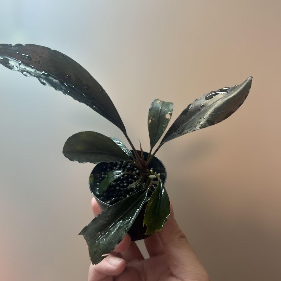 Bucephalandra sp. Deep purple 【AZ0819-4】 - メルカリ