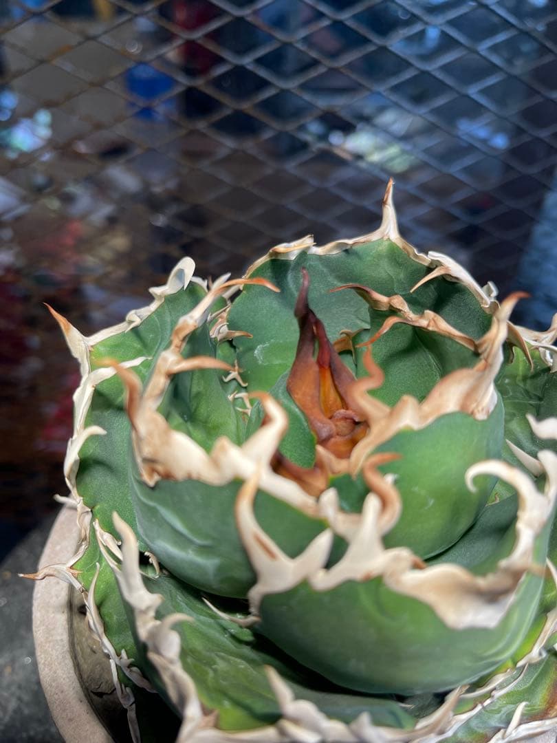 極上白鯨　真っ白