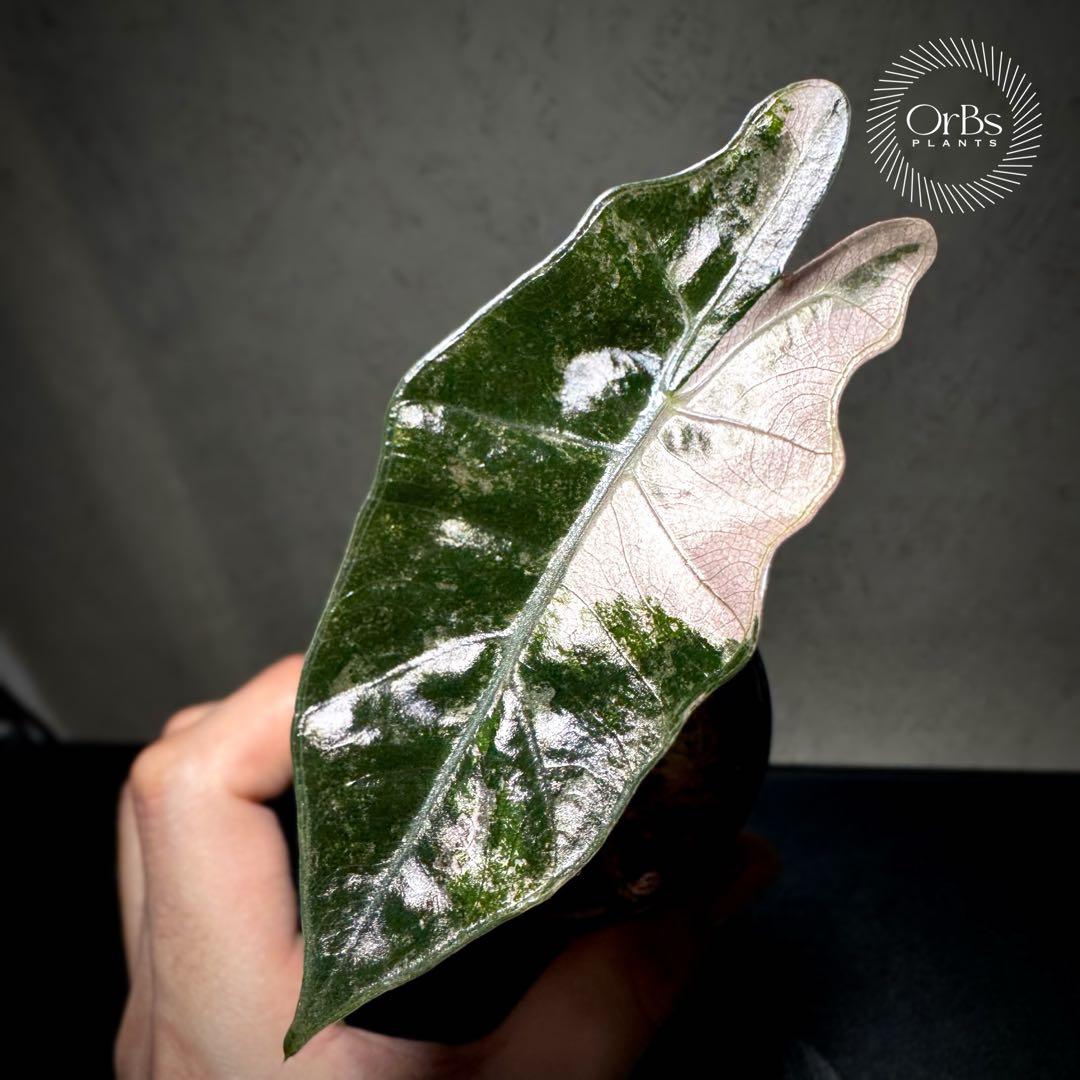 芋から育成】アロカシア プセウド サンデリアーナ ピンク斑入り 美斑