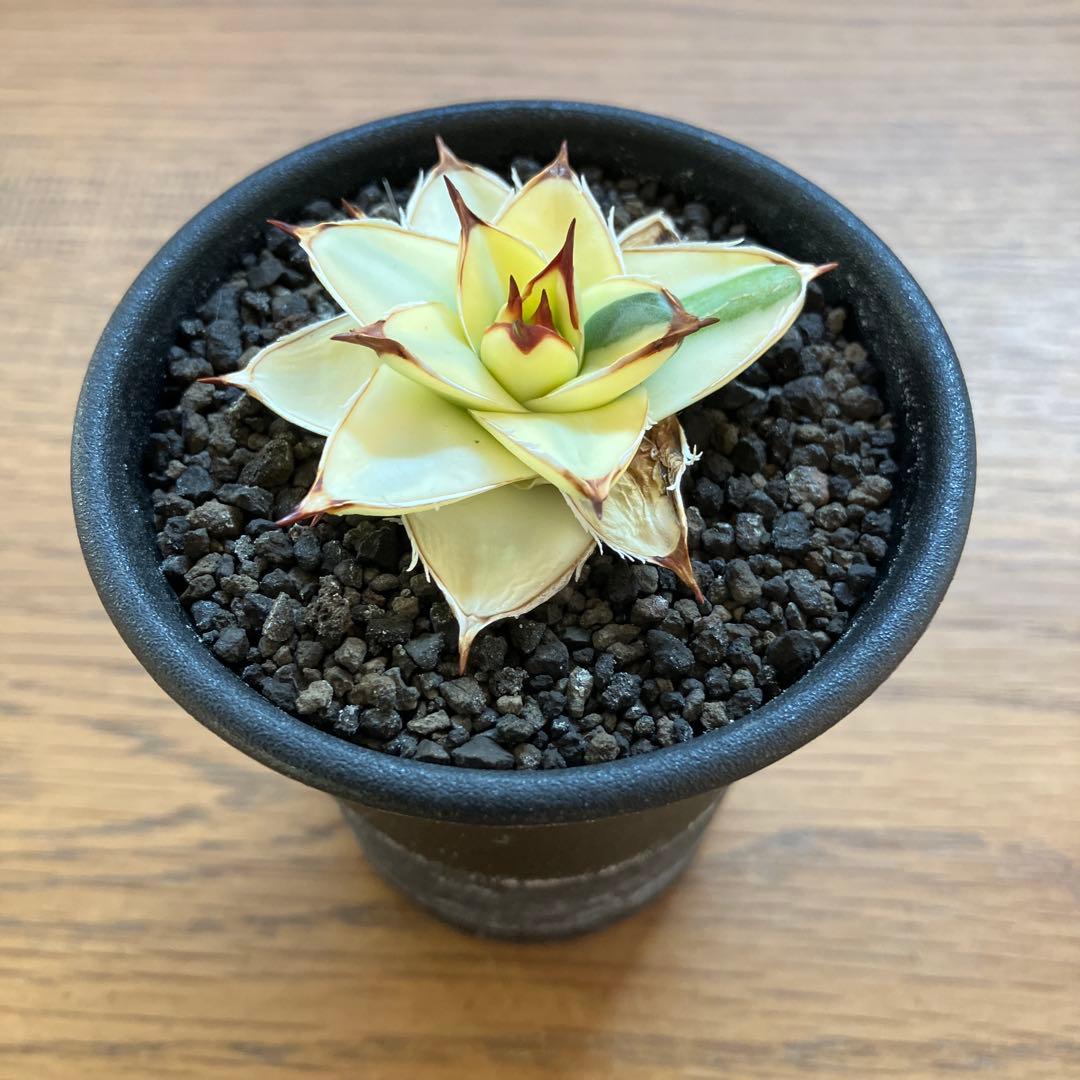 タ*ー様 超選抜【選抜オークション】④特大　アガべ　王妃笹の雪A型　ピンキーTC