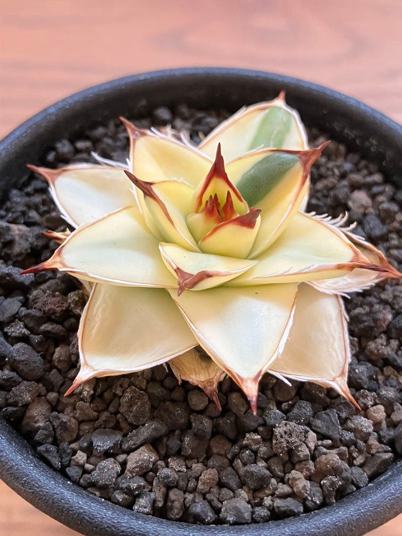 タ*ー様 超選抜【選抜オークション】④特大　アガべ　王妃笹の雪A型　ピンキーTC