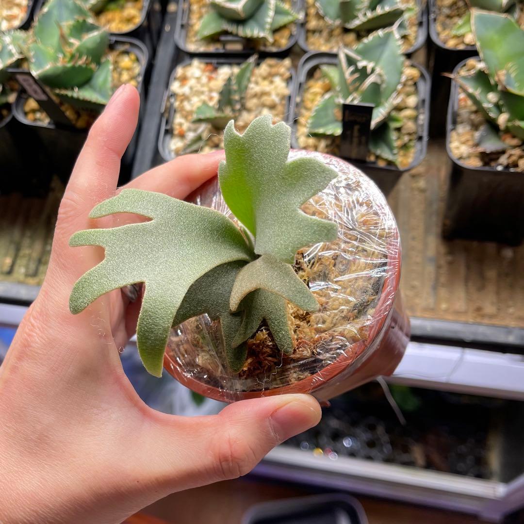 ビカクシダ yellow moon spore dwarf selected - メルカリ