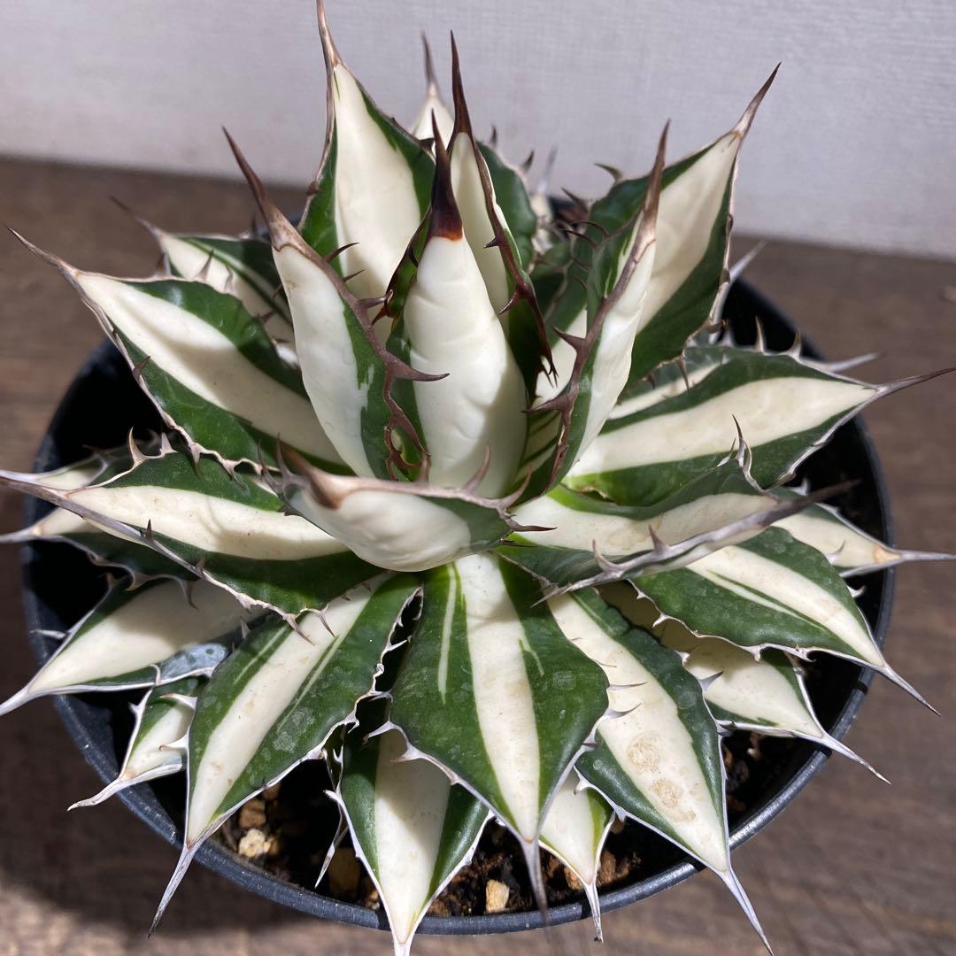 アガベ　ホリダ白中斑入　極上　初売4