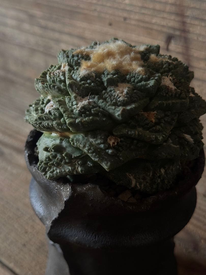 【美株】Ariocarpusfissuratus 亀甲牡丹 ゴジラ