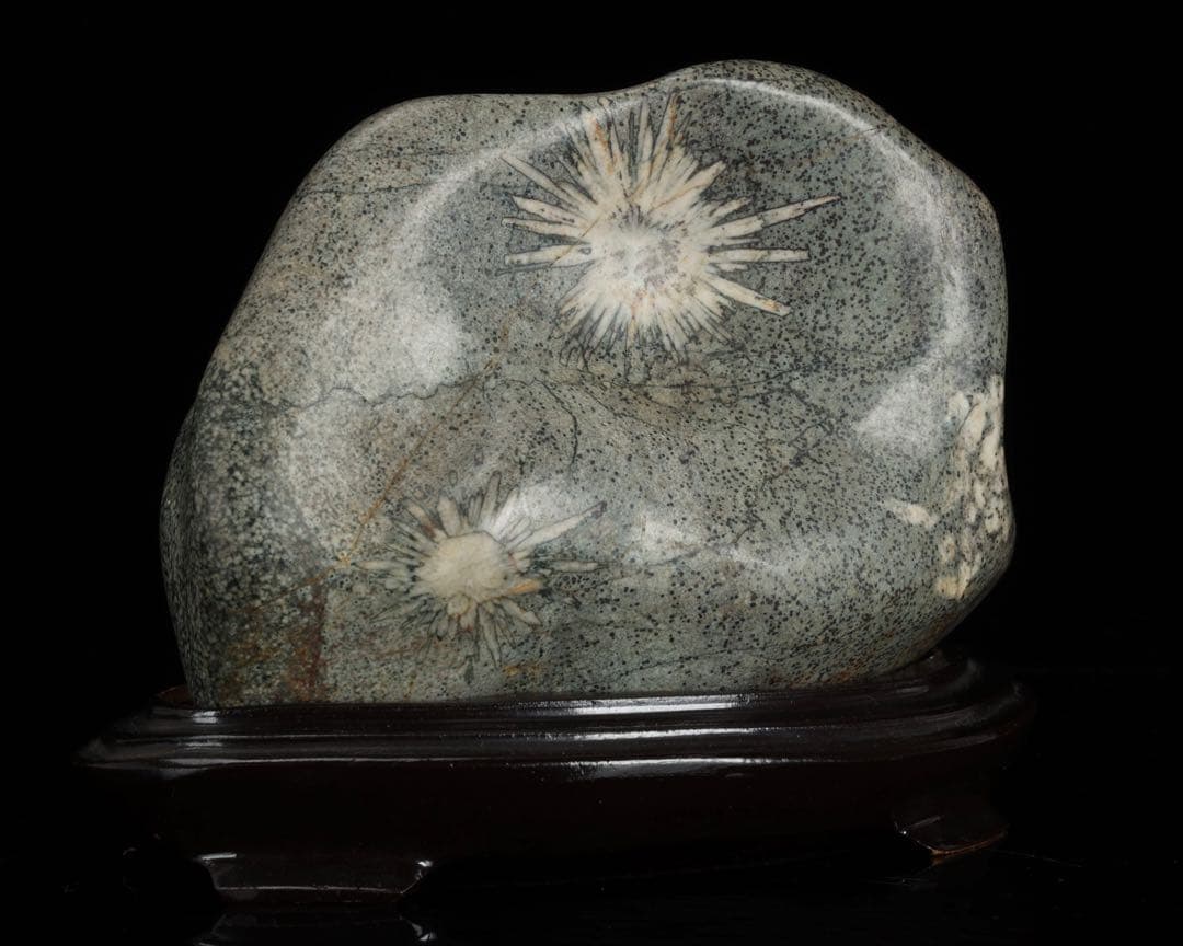 菊花石 紋石 台座付 1.7kg 鑑賞石 原石 自然石 美石 水石 盆石 飾石